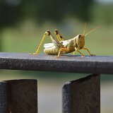 1186