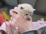 14-05-2026 Onze nieuwe aanwinst, Kat "Moos"