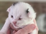 24-05-2026 Onze nieuwe aanwinst, Kat "Mees"